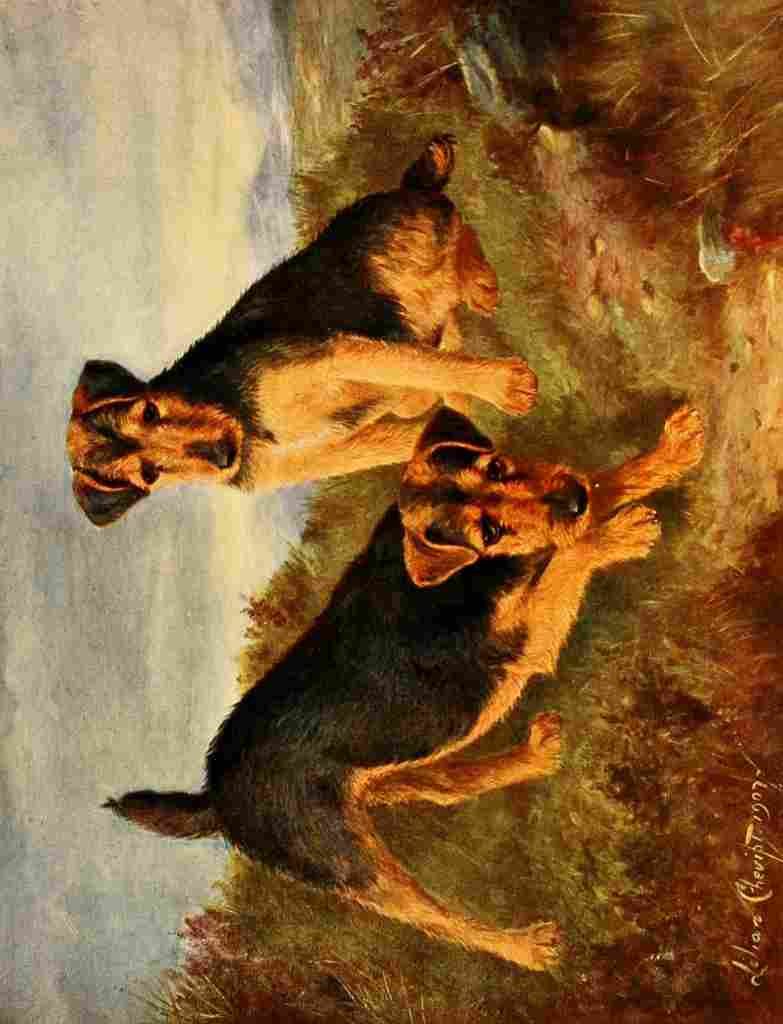 Cheviot Lilian 1884 1932 New Book Dog 1911 Welsh Terriers A4 Photo Print