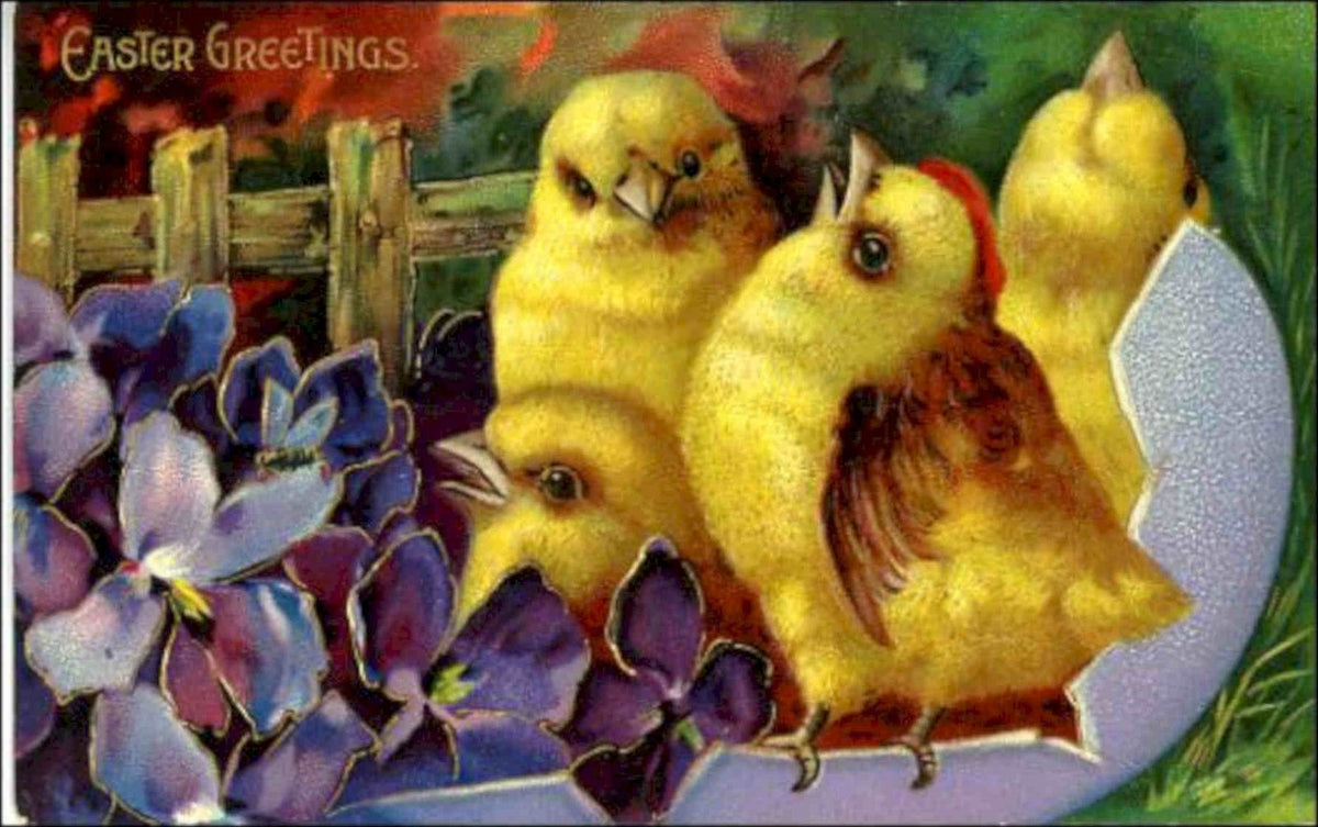 Chicks Egg Violas Vintage Retro Advert Poster A4 Photo Print