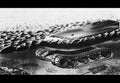 Chrysler Tv8 Concept Tank United States Military A4 Photo Print