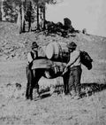 Cinching and loading pack mule with flour during starvation Military A4 Photo Print