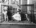 Circus Adgie And Her Trained Lions 1897 Vintage A4 Photo Print