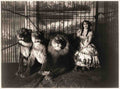 Circus Adjie And The Lions 1899 Vintage A4 Photo Print