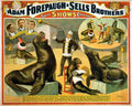 Circus Forepaugh Sells 1898 Vintage A4 Photo Print