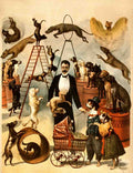 Circus Trained Dog Act 1899 Vintage A4 Photo Print