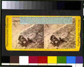 Civil War 3g01849r Military A4 Photo Print