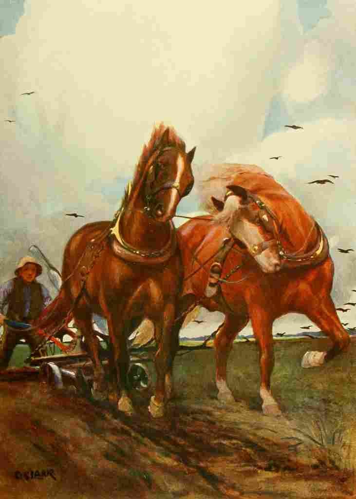 Clark Christopher 1875 1942 The New Book Horse 1911 Suffolk horses A4 Photo Print