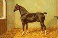 Clark James 1858 1943 The Horse 1906 Hackney Stallion Danegelt A4 Photo Print