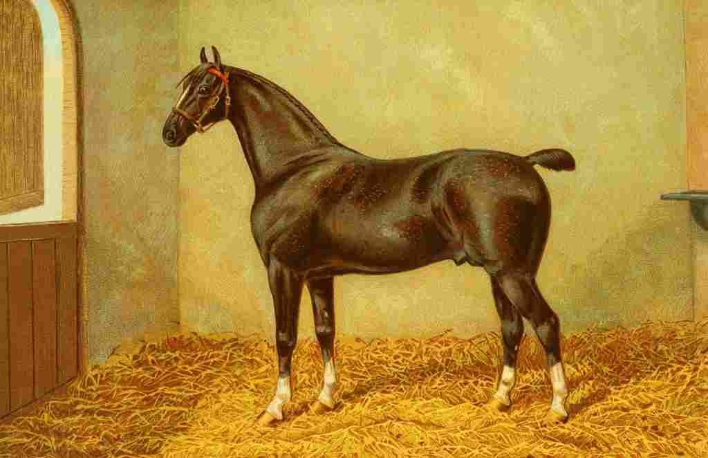 Clark James 1858 1943 The Horse 1906 Hackney Stallion Danegelt A4 Photo Print