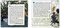 Classic Vintage v1 Page 108 Fairy Art Vintage Illustration A4 Photo Print