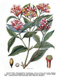 Clove Plant Vintage Retro Advert Poster A4 Photo Print