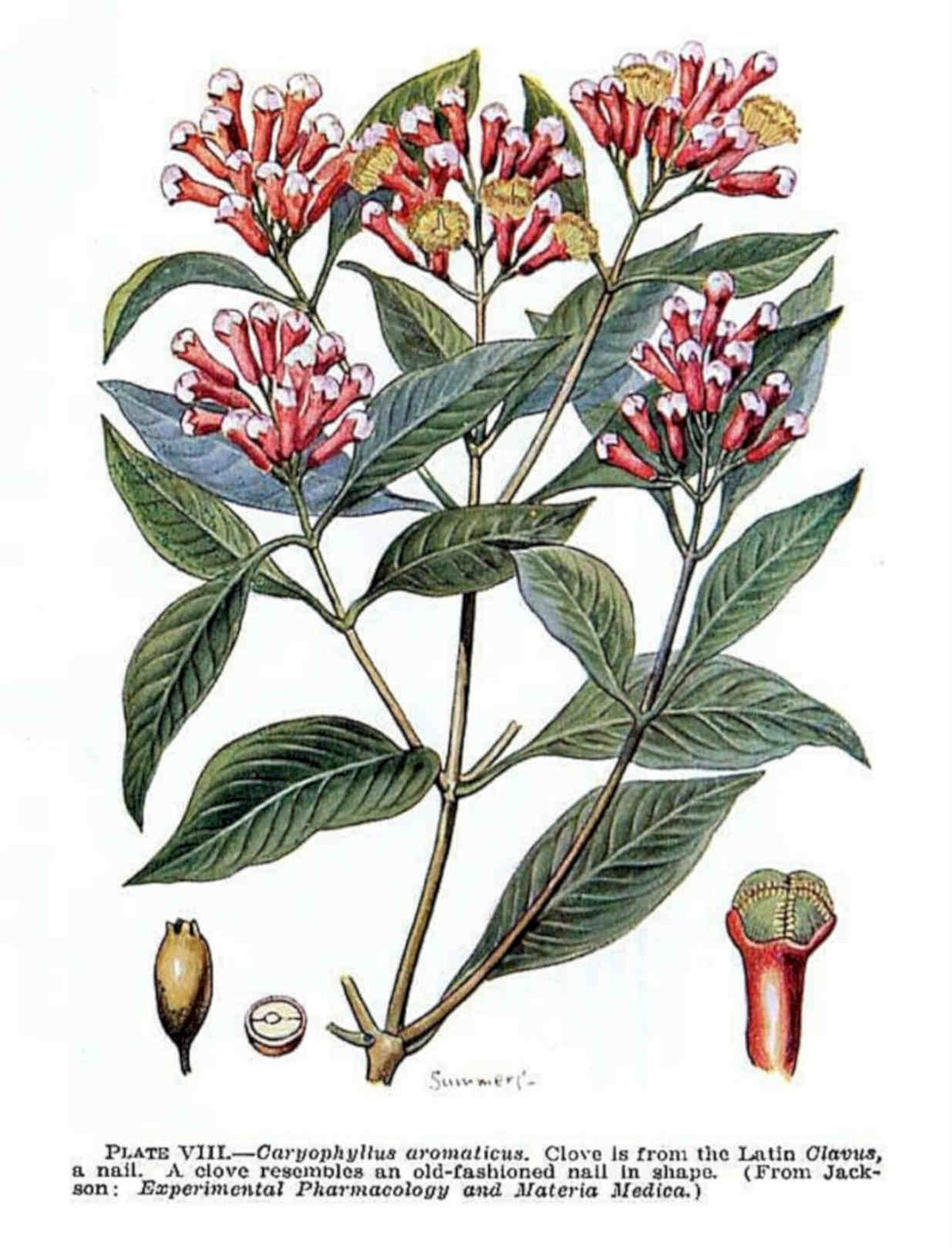 Clove Plant Vintage Retro Advert Poster A4 Photo Print
