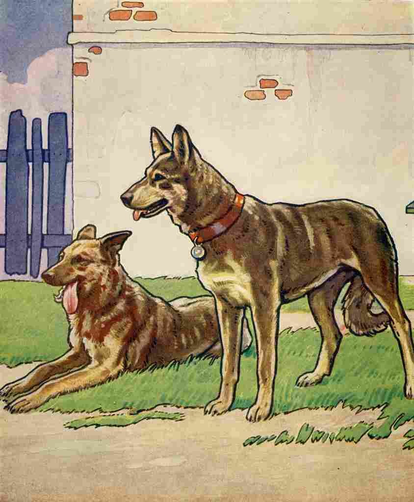 Collins Childrens Annual 1930s Alsation dogs A4 Photo Print
