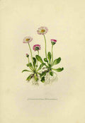 Common Daisy Bells Vintage Retro Advert Poster A4 Photo Print