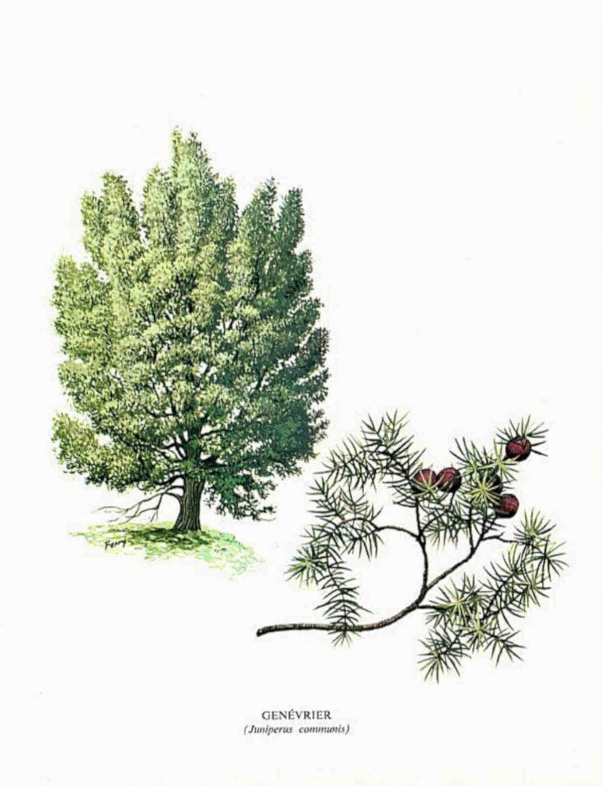 Common Juniper Branches Vintage Retro Advert Poster A4 Photo Print