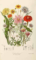 Composite Flowers Bloom Vintage Retro Advert Poster A4 Photo Print