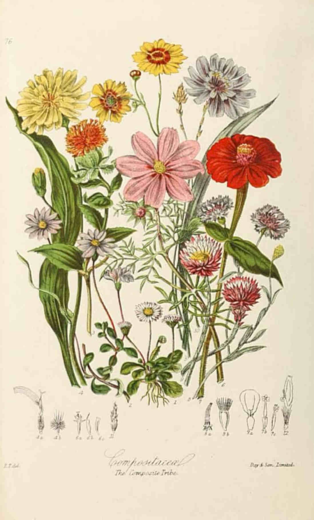 Composite Flowers Bloom Vintage Retro Advert Poster A4 Photo Print