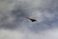 Concorde 397 A4 Photo Print