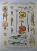 Copepod Parasites Collection Vintage Retro Advert Ads A4 Photo Print