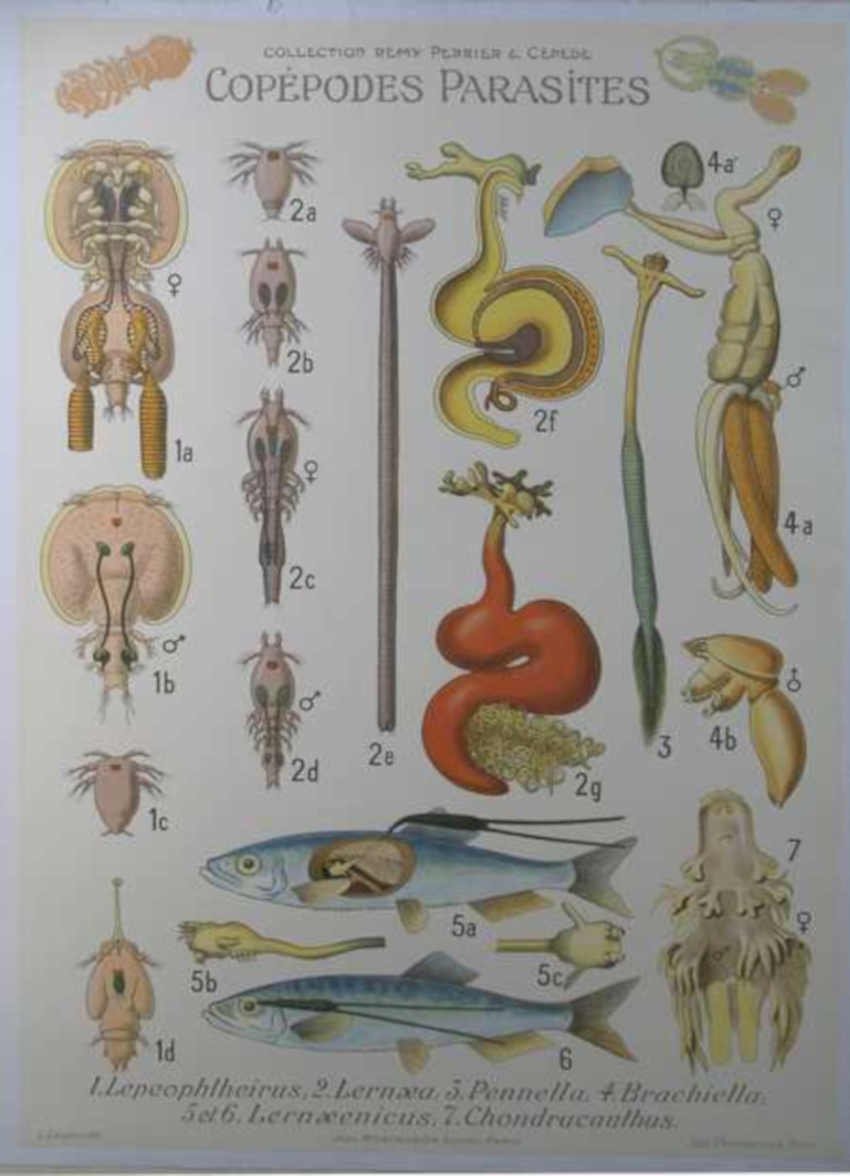 Copepod Parasites Collection Vintage Retro Advert Ads A4 Photo Print