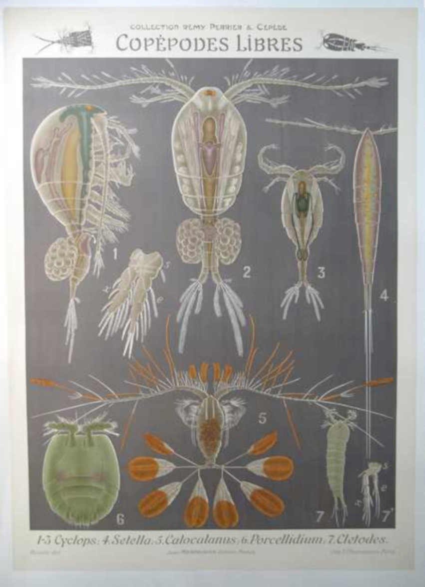 Copepodes Libres Species Vintage Retro Advert Ads A4 Photo Print