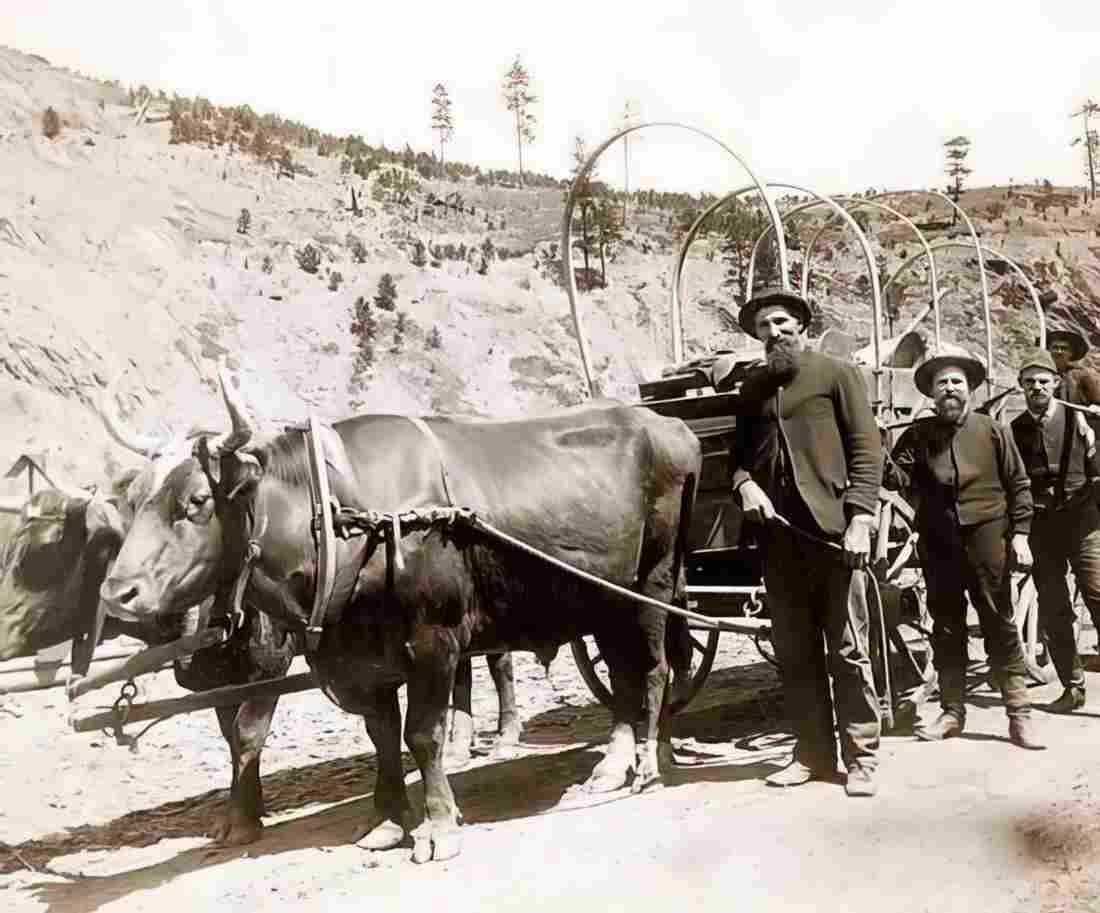 Cowboy Fever Gold Military A4 Photo Print
