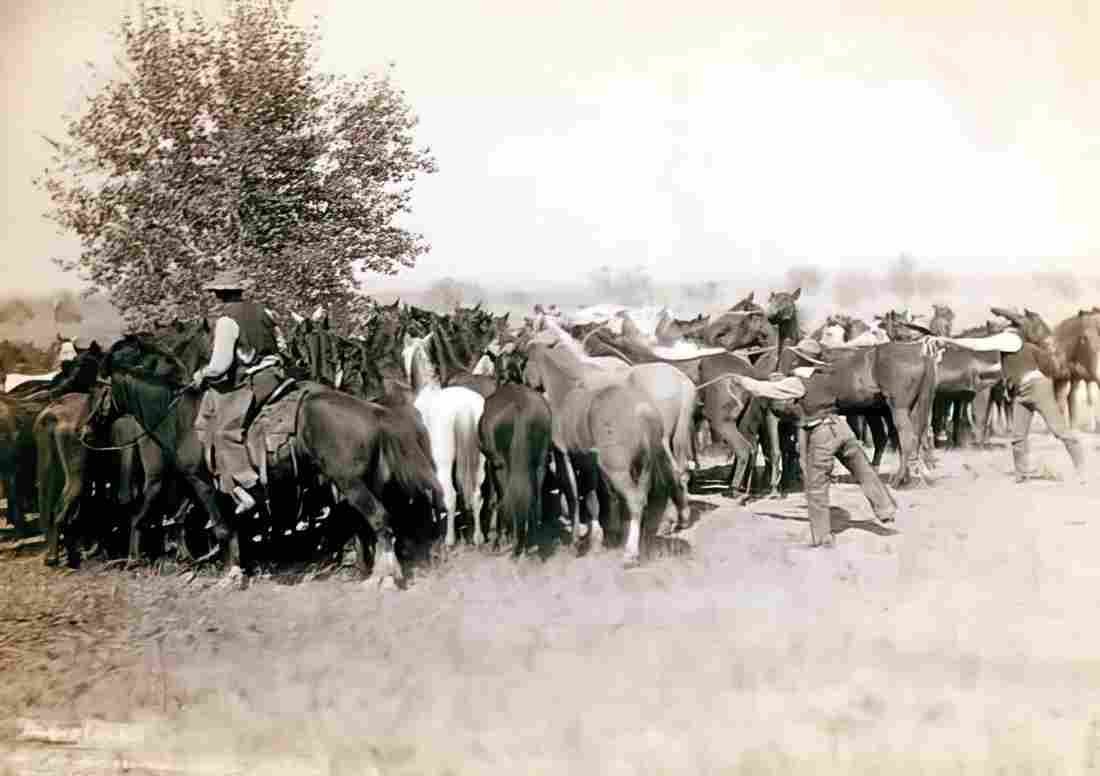 Cowboy Rounding Mustangs Military A4 Photo Print