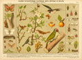 Cultural Plants Friends Vintage Retro Advert Poster A4 Photo Print