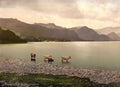 Cumbria Study on Derwentwater Vintage A4 Photo Print
