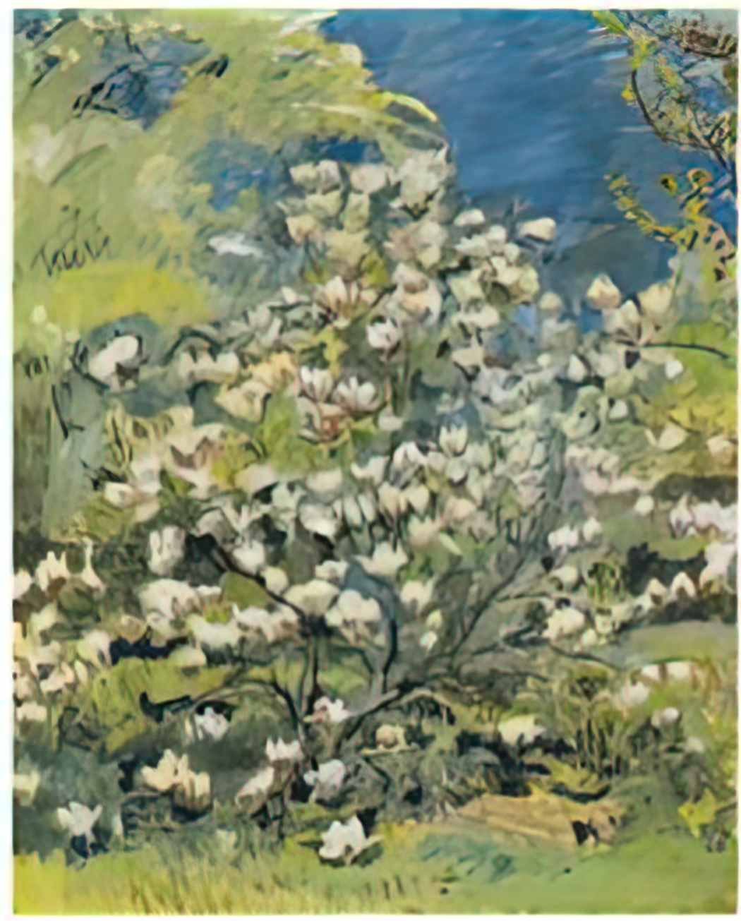 Cuno Amiet magnolia 1945 Art A4 Photo Print