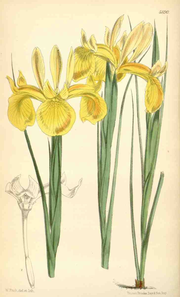 Curtiss Botanical Magazine 1849 Iris A4 Photo Print