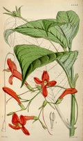 Curtiss Botanical Magazine 1849 Large flowered Stemonacanthus A4 Photo Print