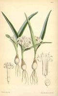 Curtiss Botanical Magazine 1849 Massonia A4 Photo Print