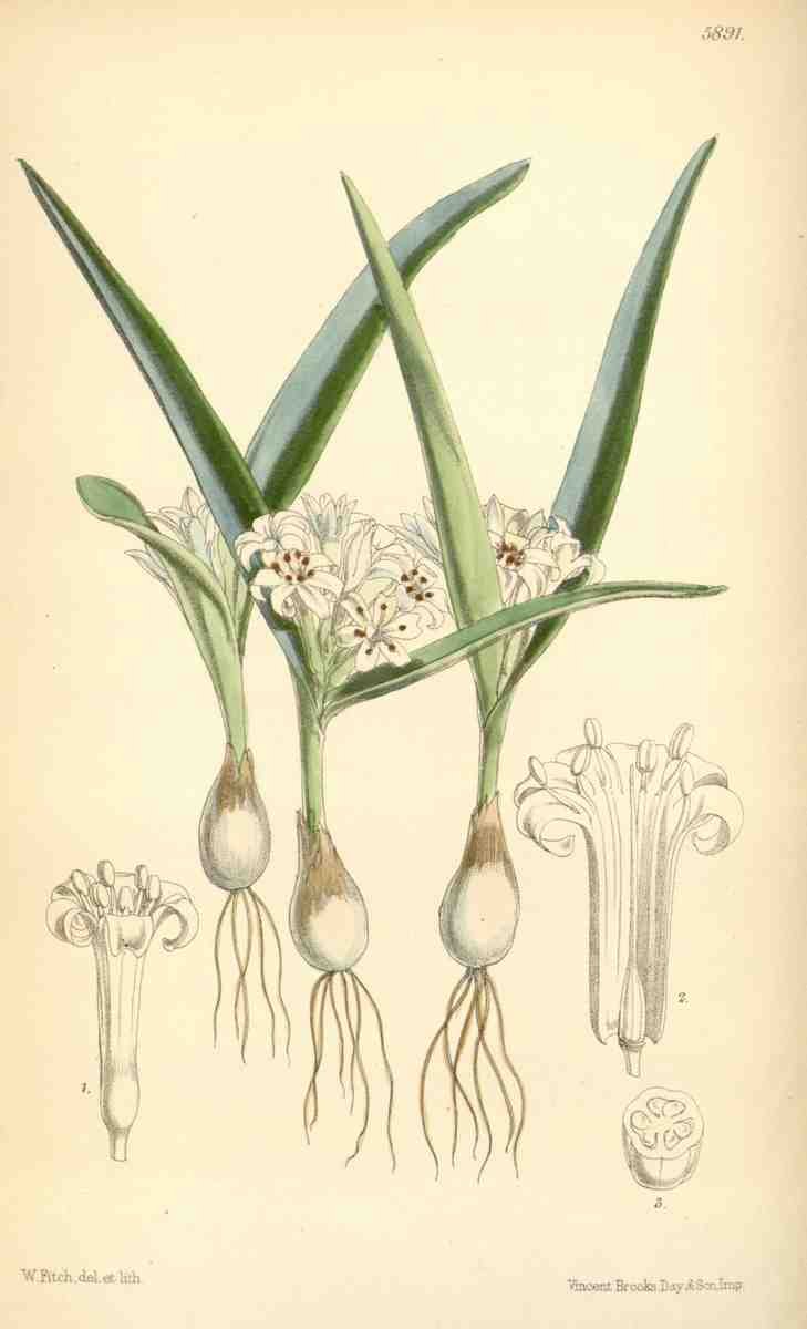 Curtiss Botanical Magazine 1849 Massonia A4 Photo Print