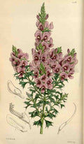 Curtiss Botanical Magazine 1849 Meisners Mirbelia A4 Photo Print