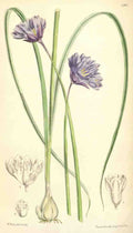 Curtiss Botanical Magazine 1849 Milla Capitata A4 Photo Print
