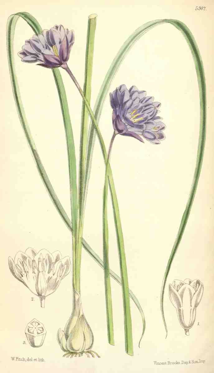 Curtiss Botanical Magazine 1849 Milla Capitata A4 Photo Print