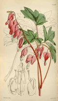 Curtiss Botanical Magazine 1849 Moutan Dielytra A4 Photo Print