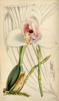 Curtiss Botanical Magazine 1849 Mr Skinners Lycaste Orchid A4 Photo Print
