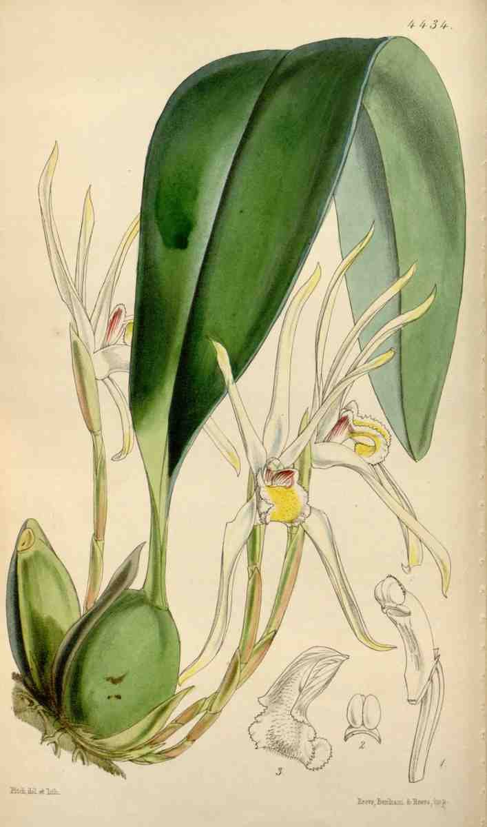 Curtiss Botanical Magazine 1849 Narrow Sepaled Maxillaria A4 Photo Print