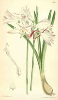 Curtiss Botanical Magazine 1849 Nerine Pudica A4 Photo Print