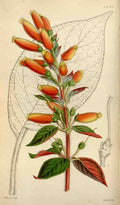 Curtiss Botanical Magazine 1849 Painted Gesneria A4 Photo Print