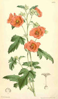 Curtiss Botanical Magazine 1849 Painted Mallow A4 Photo Print