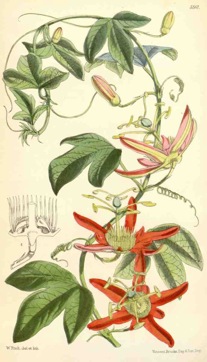 Curtiss Botanical Magazine 1849 Passion Flower A4 Photo Print