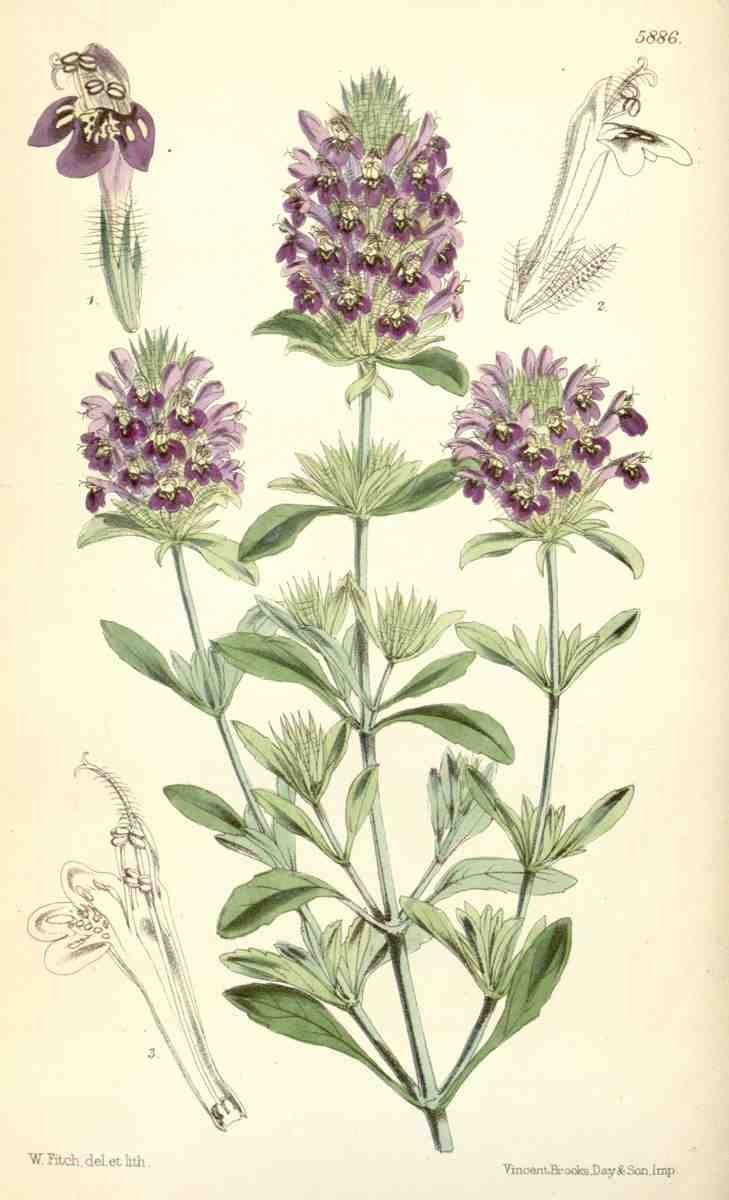 Curtiss Botanical Magazine 1849 Pogogyne Douglasii A4 Photo Print