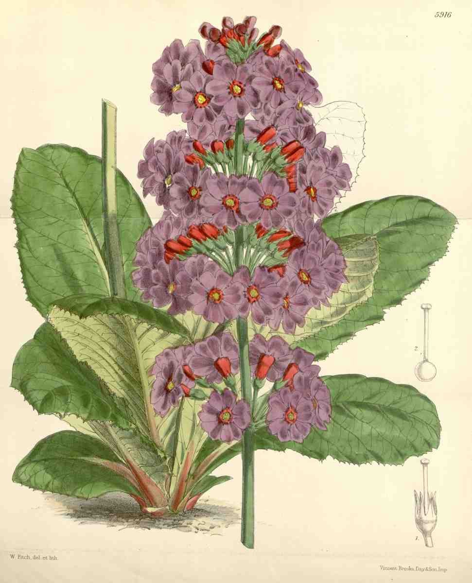 Curtiss Botanical Magazine 1849 Primula Japonica A4 Photo Print