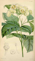 Curtiss Botanical Magazine 1849 Ptelea leaved Pachystigma A4 Photo Print