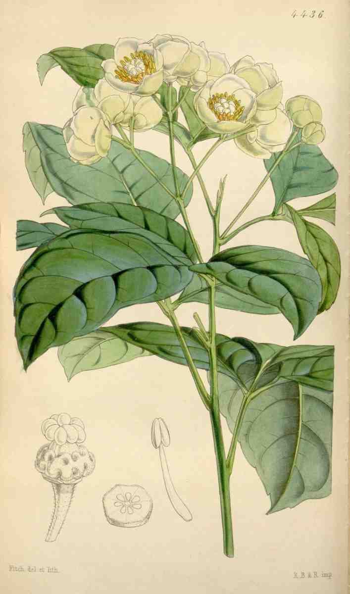 Curtiss Botanical Magazine 1849 Ptelea leaved Pachystigma A4 Photo Print