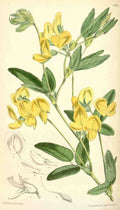 Curtiss Botanical Magazine 1849 Rhynchosia A4 Photo Print