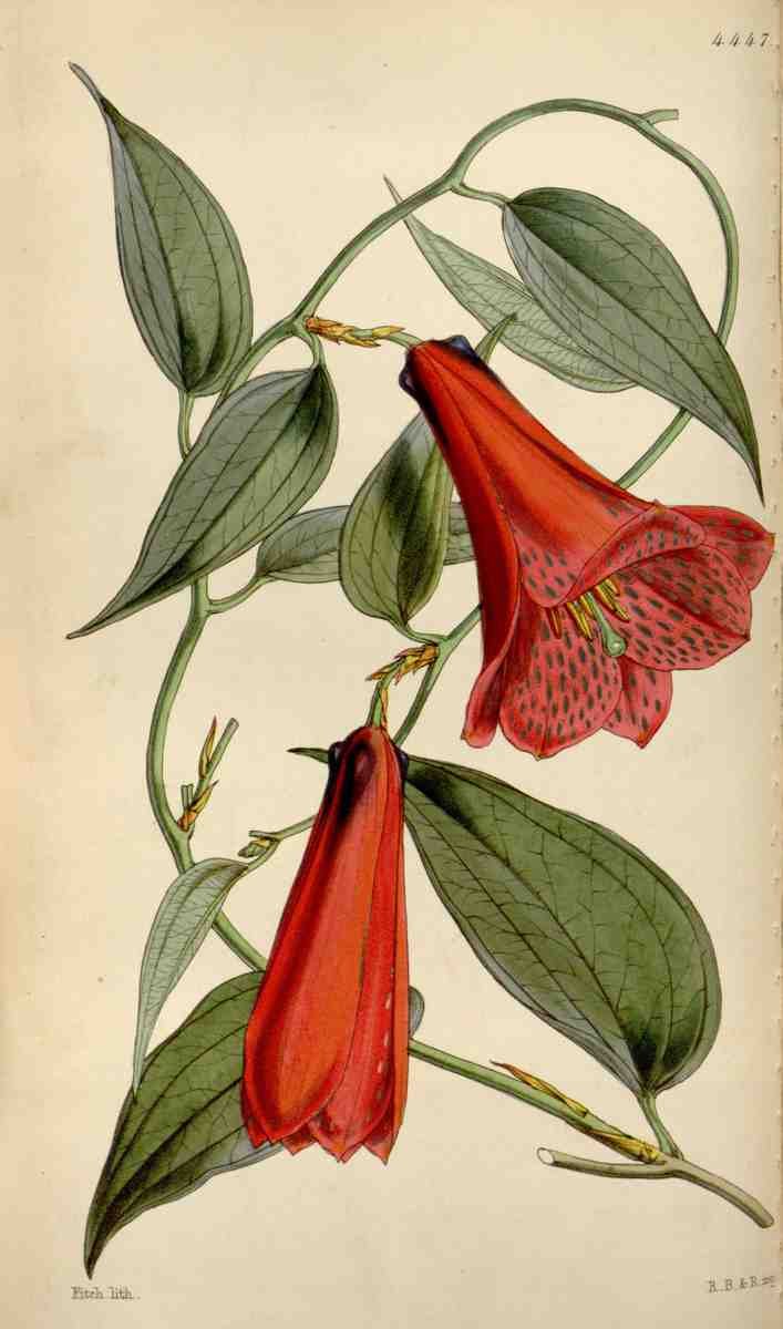 Curtiss Botanical Magazine 1849 Rose coloured Lapageria A4 Photo Print