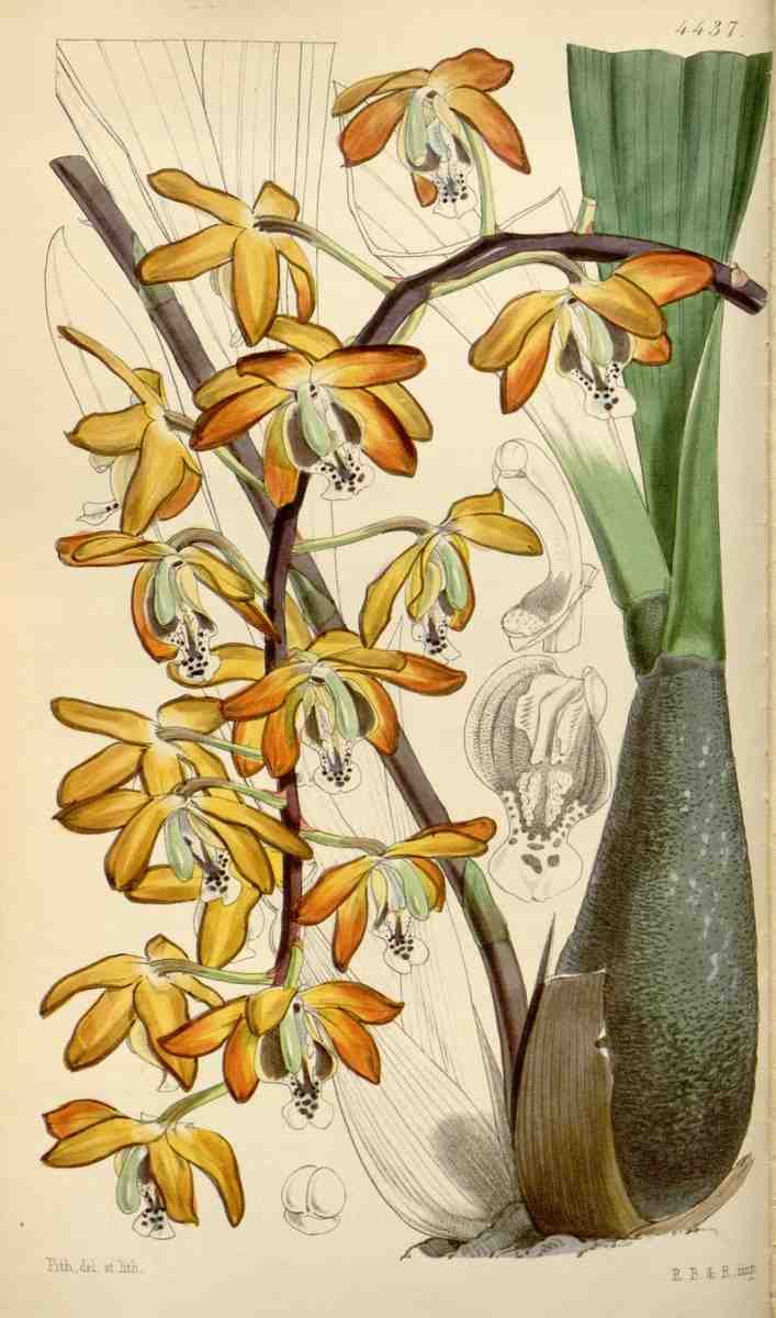 Curtiss Botanical Magazine 1849 Rough stalked Eriopsis A4 Photo Print